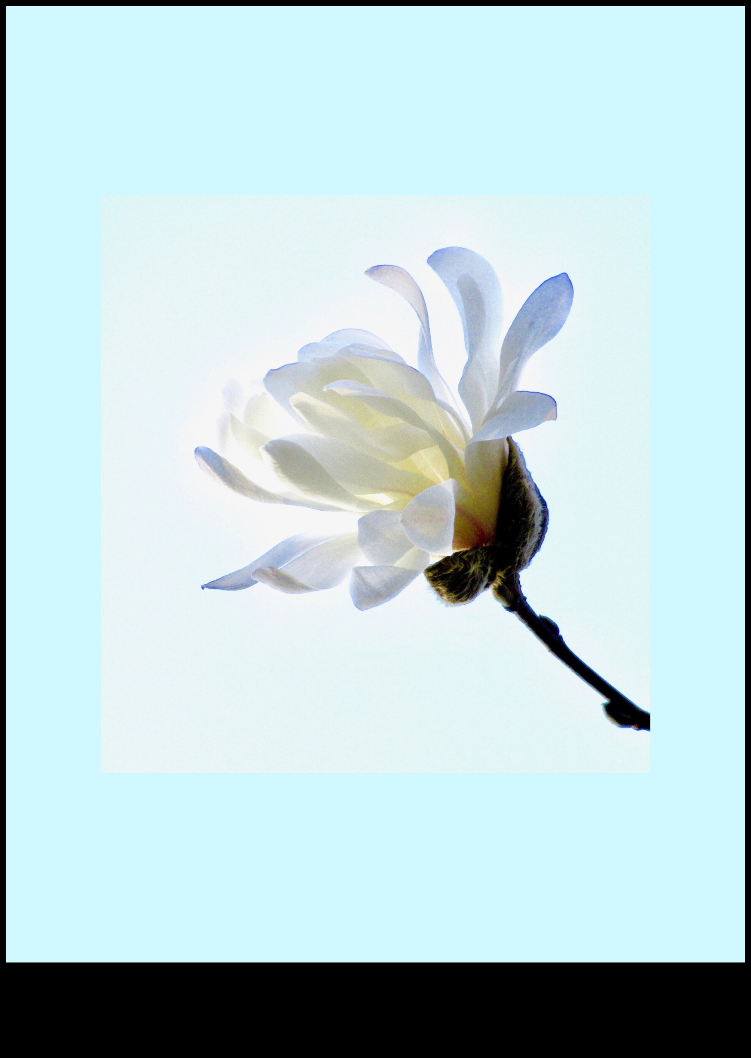 Serenitatea liniștii: Desenarea obiectelor în repaus