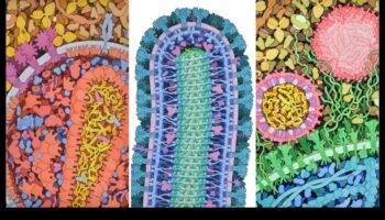 Frumusețea preciziei: crearea artei științifice detaliate și precise