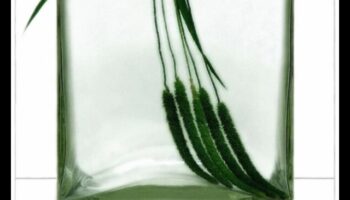 Serenitatea liniștii: Desenarea obiectelor în repaus