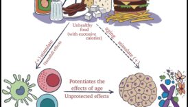 Armonia celulară: simbioza biochimiei și sănătății nutriționale